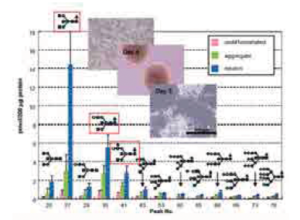 解析例：神経細胞の分化と糖鎖変化 (Mol Cell. Proteomics 2010, 9, 523-537)