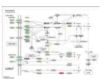 KEGG Pathway